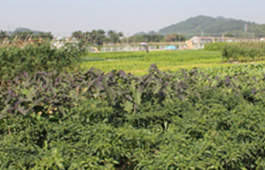 菜地難種、施肥低效、薊馬高發(fā)，咋辦？這里有高招！