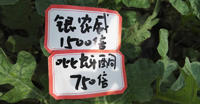 【探索】是什么讓黃蚜如此落??？