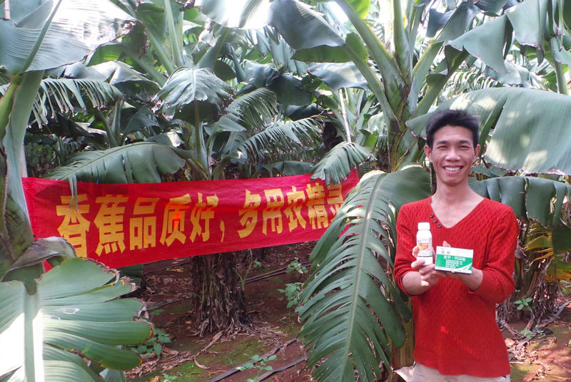 差距這么大， 是真的嗎？ 銀農(nóng)故事匯—香蕉篇